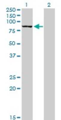 Western Blot: SAP102 Antibody (2B6) [H00001741-M03]