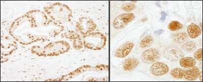 Immunohistochemistry-Paraffin: SAP155 Antibody [NB100-55256]