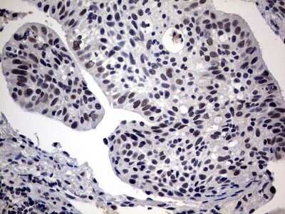 Immunohistochemistry: SAP30BP Antibody (OTI4H1) [NBP2-45686]