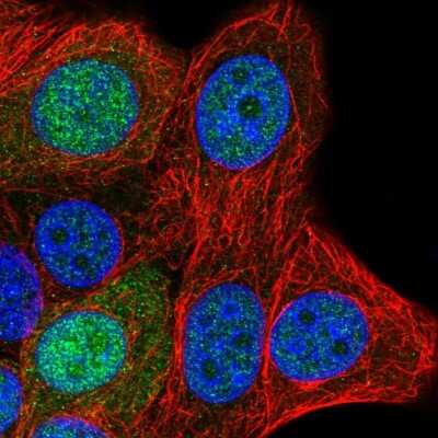 Immunocytochemistry/ Immunofluorescence: SAP30L Antibody [NBP2-58296]