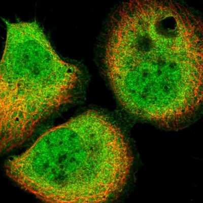 Immunocytochemistry/ Immunofluorescence: SAPS3 Antibody [NBP2-34049]