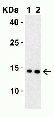 Western Blot: SARS-CoV-2 Membrane Protein AntibodyBSA Free [NBP3-07058]