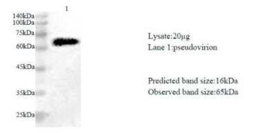 Western Blot: SARS-CoV-2 NSP10 AntibodyAzide and BSA Free [NBP3-07962]