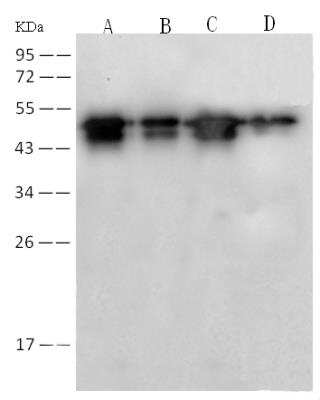 Western Blot: SARS Nucleocapsid Protein Antibody (001) [NBP2-90988]
