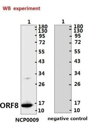 Western Blot: SARS-CoV-2 ORF8 AntibodyBSA Free [NBP3-05720]
