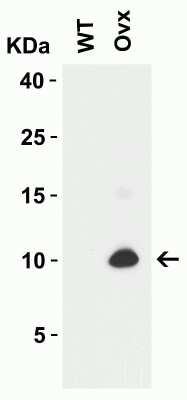 Western Blot: SARS-CoV-2 ORF9c AntibodyBSA Free [NBP3-11930]