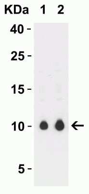 Western Blot: SARS-CoV-2 ORF9c AntibodyBSA Free [NBP3-11930]