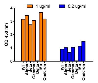 ELISA: SARS-CoV-2 Spike Antibody - BSA Free [NBP3-12852]