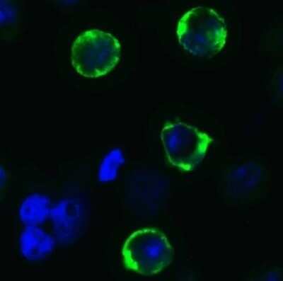 Immunocytochemistry/ Immunofluorescence: SARS-CoV-2 Spike Antibody - BSA Free [NBP3-11940]