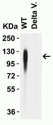 Western Blot: SARS-CoV-2 Spike AntibodyBSA Free [NBP3-12852]