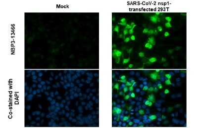 Immunocytochemistry/ Immunofluorescence: SARS-CoV-2 nsp1 Antibody [NBP3-13466]