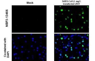 Immunohistochemistry-Paraffin: SARS-CoV-2 nsp1 Antibody [NBP3-13466]