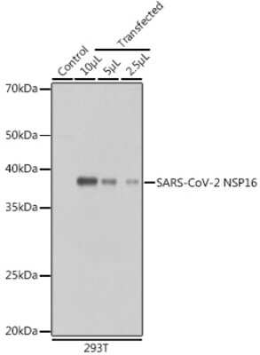 Western Blot: SARS-CoV-2 nsp16 AntibodyAzide and BSA Free [NBP3-15993]