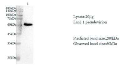 Western Blot: SARS-CoV-2 nsp3 AntibodyAzide and BSA Free [NBP3-07966]