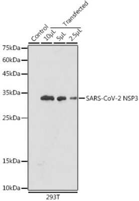 Western Blot: SARS-CoV-2 nsp3 AntibodyAzide and BSA Free [NBP3-15986]