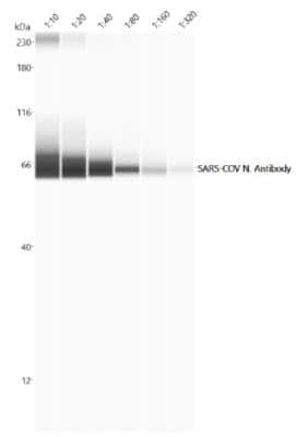 Simple Western: SARS Nucleocapsid Protein Antibody [NB100-56683]