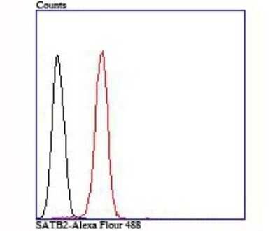 Flow Cytometry: SATB2 Antibody (JM52-44) [NBP2-75657]