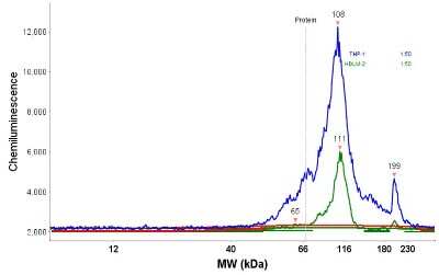 Simple Western: SATB2 Antibody [NBP1-83619]