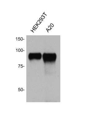 Western Blot: SATB2 Antibody [NBP1-03328]