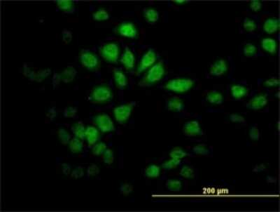 Immunocytochemistry/ Immunofluorescence: SAV1 Antibody (3B2) [H00060485-M02]