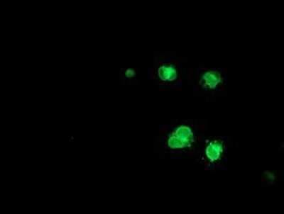 Immunocytochemistry/ Immunofluorescence: SAYSD1 Antibody (OTI2H3) - Azide and BSA Free [NBP2-72022]