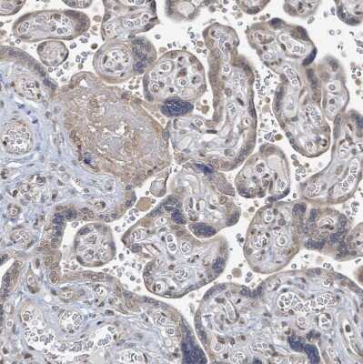 Immunohistochemistry-Paraffin: SBF2 Antibody [NBP2-13283]