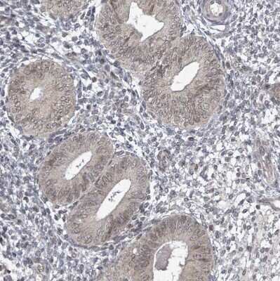 Immunohistochemistry-Paraffin: SBF2 Antibody [NBP2-13283]