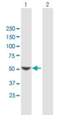 Western Blot: SC65 Antibody [H00010609-B01P]