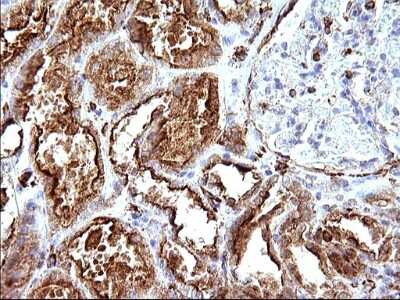 Immunohistochemistry: SCAMP2 Antibody (OTI1H10) [NBP2-45688]