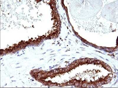Immunohistochemistry: SCAMP2 Antibody (OTI1H10) - Azide and BSA Free [NBP2-73999]
