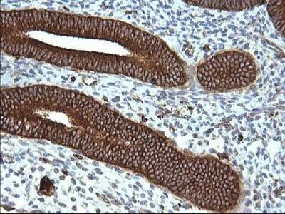 Immunohistochemistry: SCAMP2 Antibody (OTI1H10) - Azide and BSA Free [NBP2-73999]