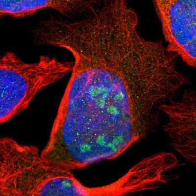 Immunocytochemistry/ Immunofluorescence: SCAND3 Antibody [NBP1-82028]