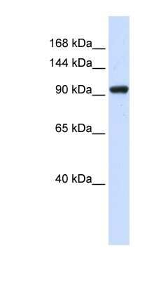 Western Blot: SCAND3 Antibody [NBP1-79265]