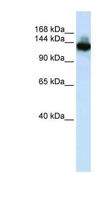 Western Blot: SCAND3 Antibody [NBP1-79266]