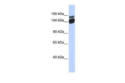 Western Blot: SCAND3 Antibody [NBP2-88219]
