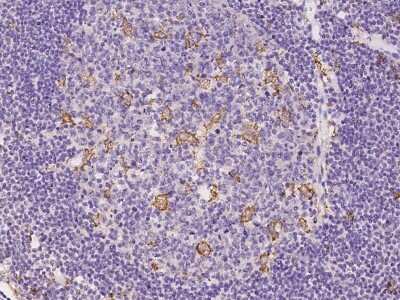 Immunohistochemistry-Paraffin: SCAP2 Antibody [NBP2-98009]