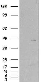Western Blot: SCAP2 Antibody [NB110-40659]