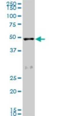 Western Blot: SCARA3 Antibody (3A2) [H00051435-M01]