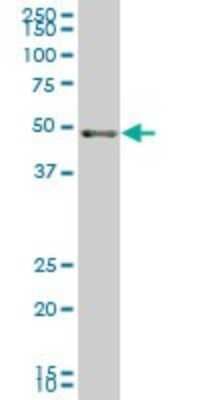Western Blot: SCARA3 Antibody (3A2) [H00051435-M01]