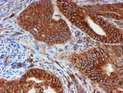 Immunohistochemistry-Paraffin: SCFD1 Antibody (OTI5G4) [NBP2-02031]