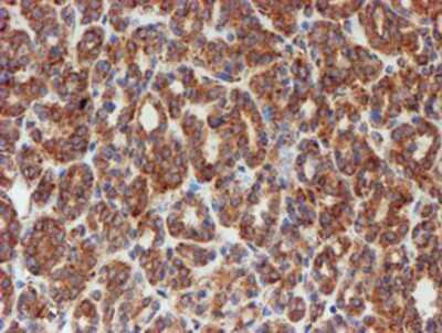 Immunohistochemistry-Paraffin: SCFD1 Antibody (OTI5G4) [NBP2-02031]
