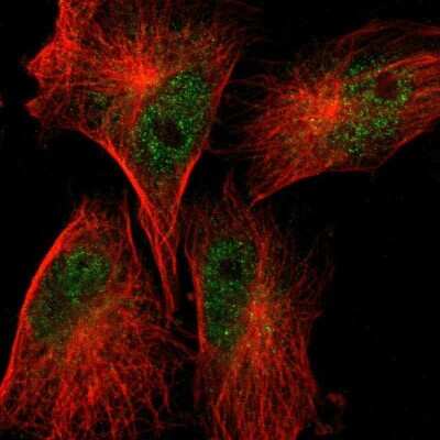 Immunocytochemistry/ Immunofluorescence: SCFD1 Antibody [NBP1-88418]