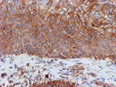 Immunohistochemistry: SCFD1 Antibody (OTI5G4) - Azide and BSA Free [NBP2-74004]
