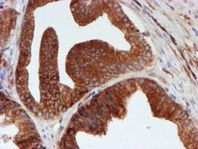 Immunohistochemistry: SCFD1 Antibody (OTI5G4) - Azide and BSA Free [NBP2-74004]