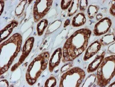 Immunohistochemistry: SCFD1 Antibody (OTI5G4) - Azide and BSA Free [NBP2-74004]