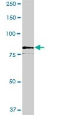 Western Blot: SCFD2 Antibody [H00152579-B01P]