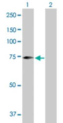 Western Blot: SCFD2 Antibody [H00152579-B01P]