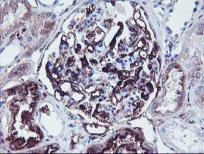 Immunohistochemistry-Paraffin: SCHIP1 Antibody (OTI1C8) [NBP2-01872]