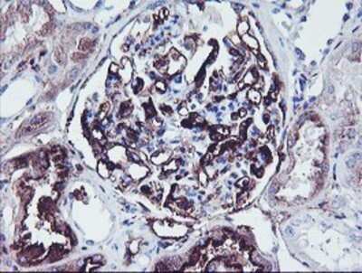 Immunohistochemistry: SCHIP1 Antibody (OTI1C8) - Azide and BSA Free [NBP2-74008]