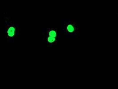 Immunocytochemistry/ Immunofluorescence: SCL/Tal1 Antibody (OTI5H1) [NBP2-01488]